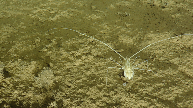 deep sea isopod