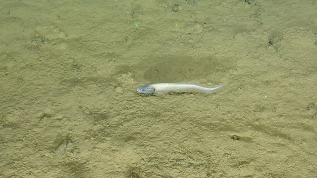 cusk eel