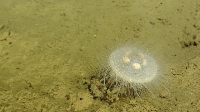 pancake urchin