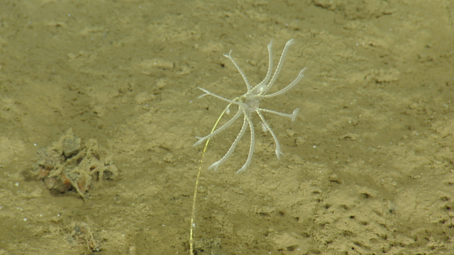 Sea lily stalked crinoid
