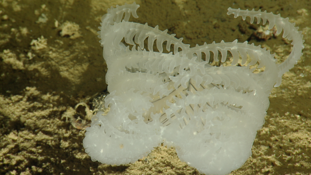 black coral