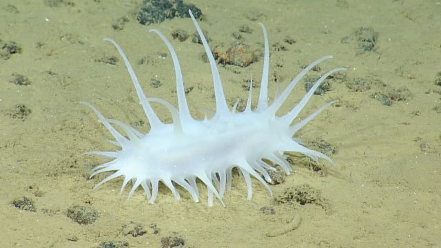 Oneirophanta