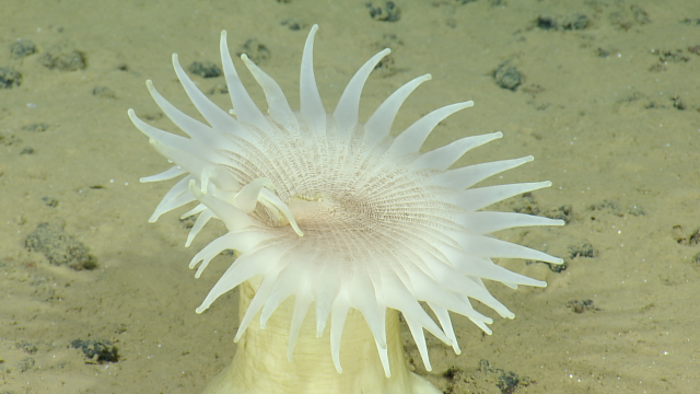 Deep-sea anemones are carnivorous marine invertebrates that thrive along the abyssal plains.