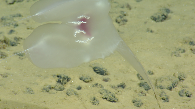 Lyrocteis species ctenophores are unlike their free-swimming relatives because adults anchor themselves to the seafloor.
