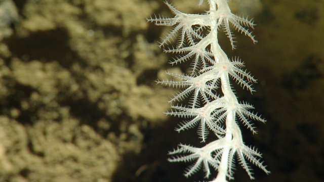 Bamboo corals are deep-sea octocorals named for their segmented, skeletal stalks that resemble real bamboo.