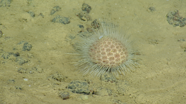 This sea urchin lacks rigid, venomous spines; instead, it possesses short, hair-like spines designed to burrow through deep-sea mud and plow across sandy abyssal plains.