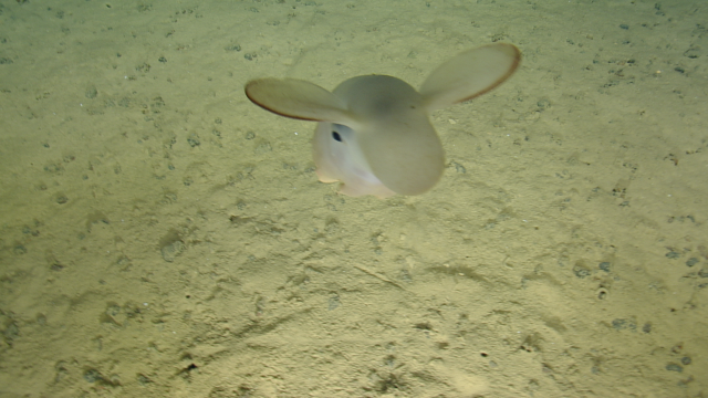 The Dumbo Octopus (Genus Grimpoteuthis) has big fins that look like an elephant’s ears and webbed arms. These cephalopods are without ink sacs and can be found very deep- this one was spotted almost 6,000 meters beneath the sea.