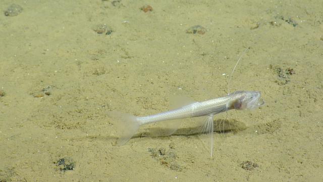 tripod fish