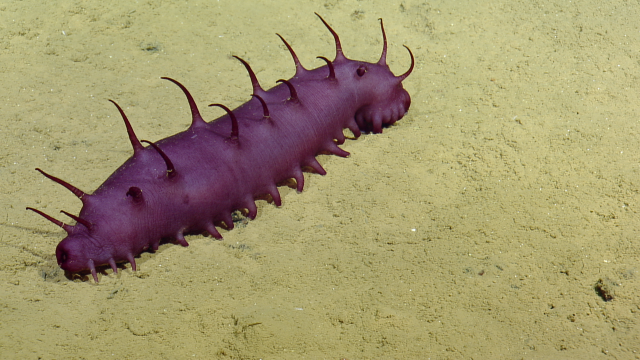 sea cucumber
