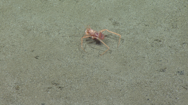 The Parapaguridae are a family of deep-sea hermit crabs. Instead of carrying empty gastropod shells like other hermit crabs, they’re often spotted carrying sea anemones. 