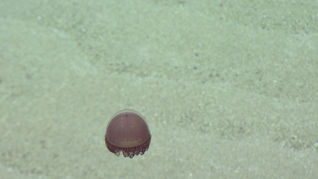 Deep sea jellyfish inhabit the dark, frigid depths of the ocean, thriving under extreme pressure.