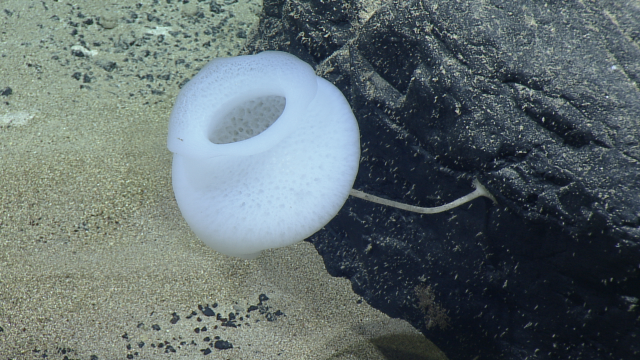 Glass sponges like this one (Class Hexactinellida, genus Hyalonema) have glass spicules and an internal transport system of syncytial tissue.