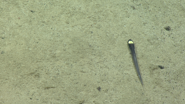 Lizardfish in the Genus Ipnops are famous for their extreme adaptations to life on the abyssal plain. Their features are unique, flat, lensless photosensitive plates across their skulls instead of traditional eyes.