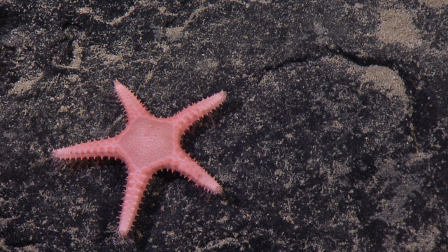 Class Asteroidea includes sea stars that rule the deep sea using hydraulic tube feet. They don't have faces, but they do have tiny, light-sensitive eyespots on the very tip of each arm.