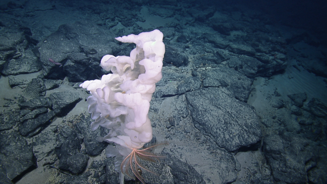This photo shows a Hexactinellid glass sponge (made of silica) with a crinoid (aka feather star) associate. 