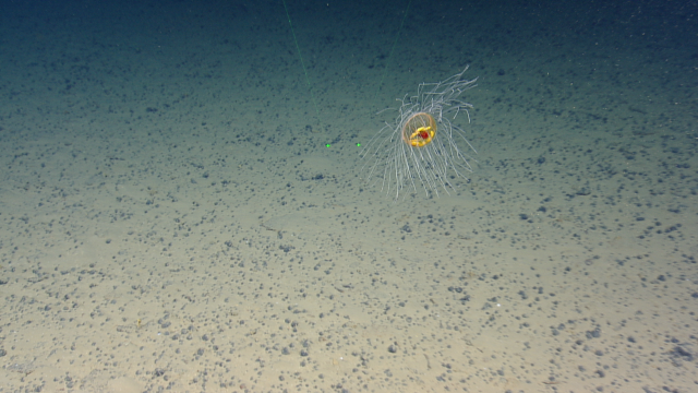 Crossota millsae, firework jelly, 