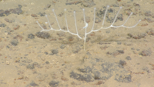 Chondrocladia is a genus of carnivorous sponges in the deep sea. The sacs at the end of the stalk are filled with sperm. 