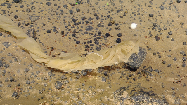 Class Cladorhizidae, carnivorous sponge, with trash around its stalk. 