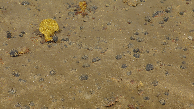 Golden Xenophyophore