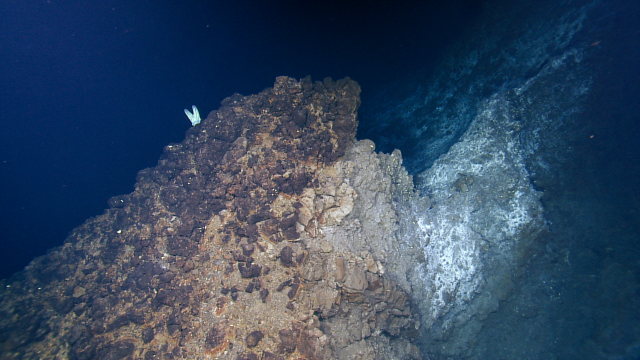 benthic ctenophore on the crater