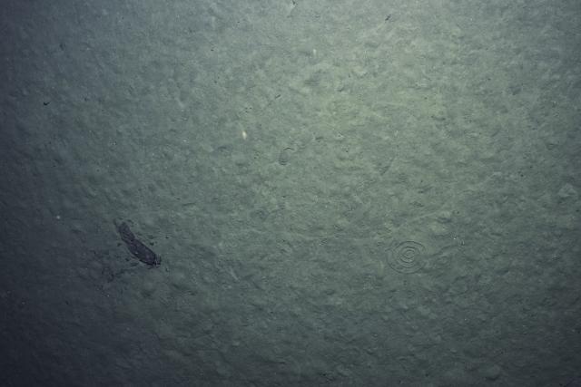 sea anemone on the abyssal seafloor
