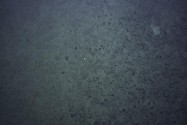 abyssal seafloor