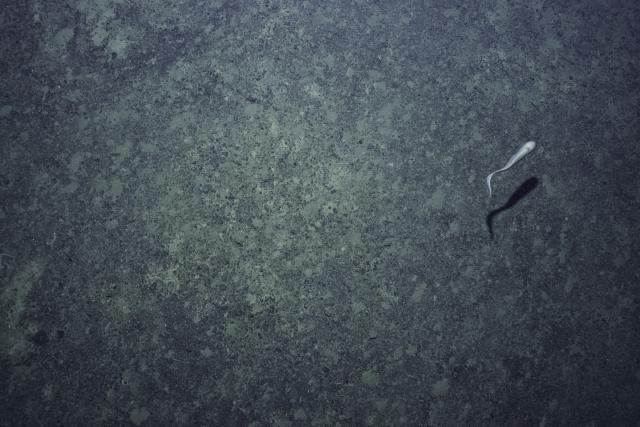 Cusk eel on the abyssal plain