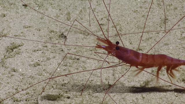 red shrimp