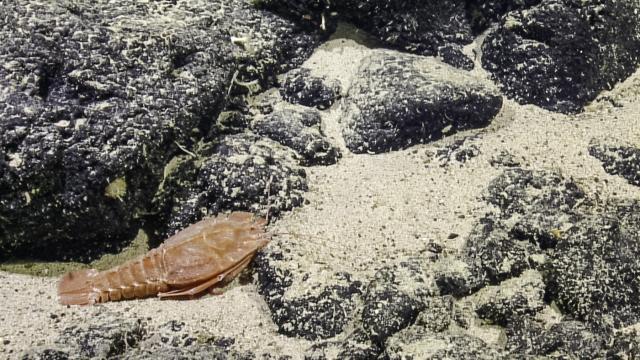 slipper lobster