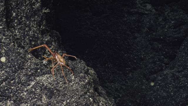 squat lobster