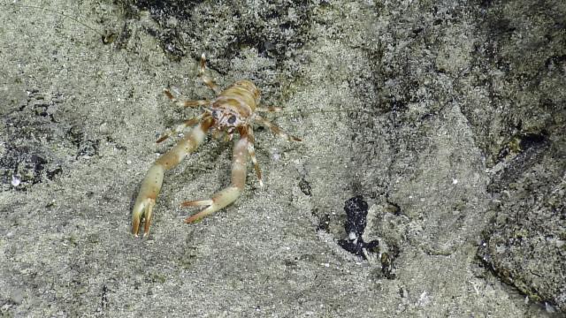 squat lobster striped