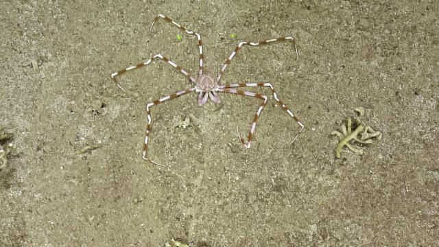 peppermint crab