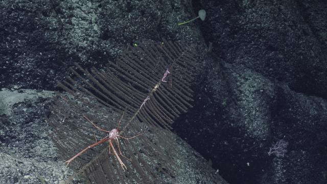 squat lobster on a sea pen