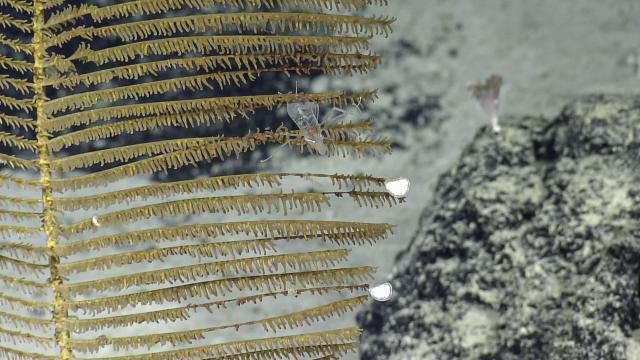 transluscent amphipod