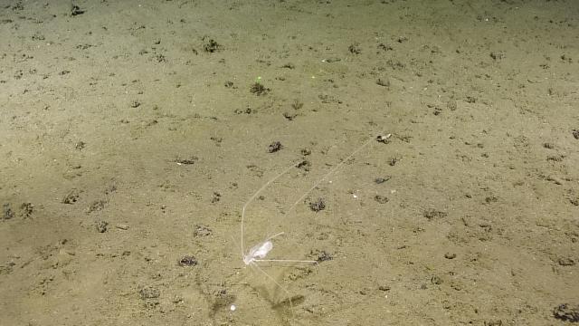 swimming isopod