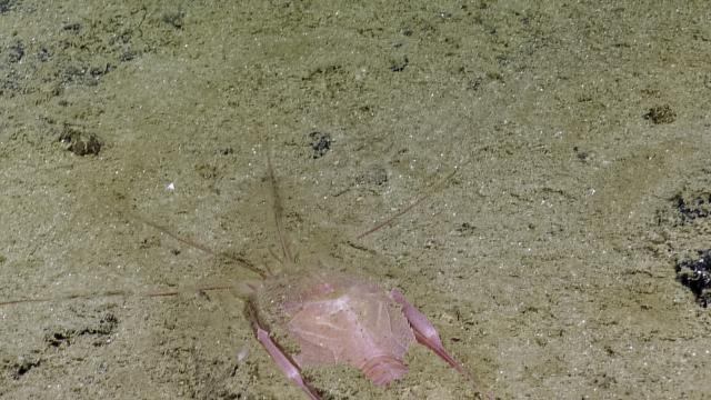 pink slipper lobster