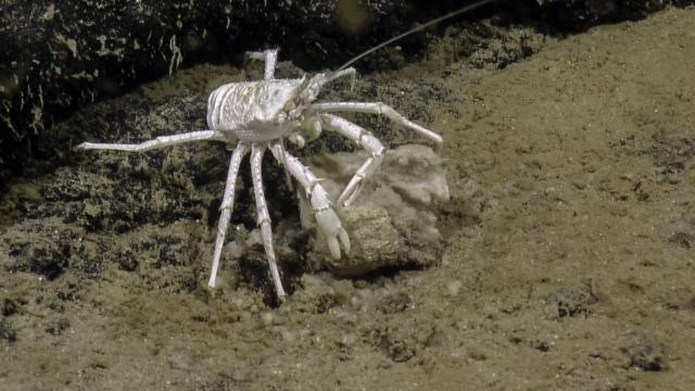squat lobster white