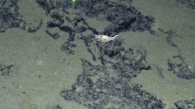 swimming shrimp