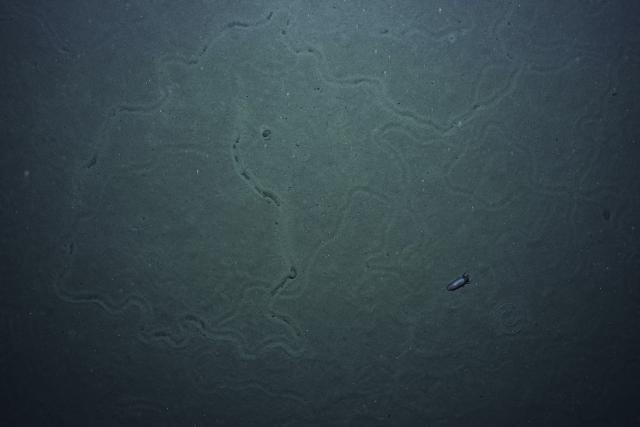 seafloor image 