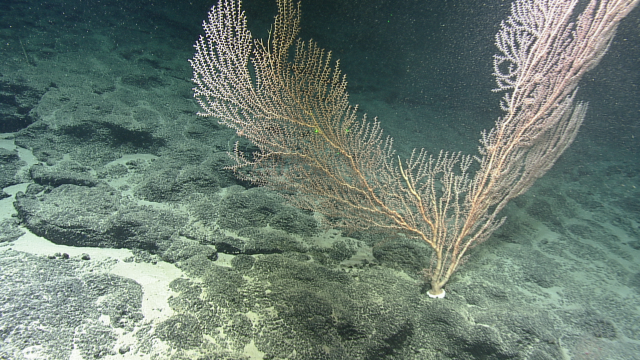 Keratoisididae (bamboo coral) seen within seamount environment within the Wake Island EEZ.