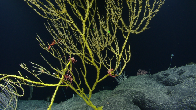 Keratoisididae bamboo coral with euryalid brittle star associates on the conral structure.
