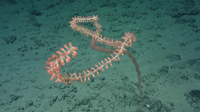 Keratoisididae (bamboo coral) spiraling towards camera. Numerous bamboo coral were seen throughout NA181 dives.