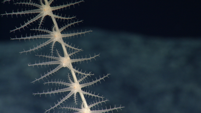 Close up of Keratoisididae (bamboo coral) polyps during NA181 dive near Wake Island.