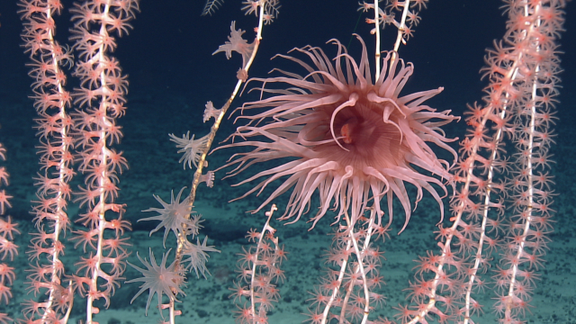 Keratoisididae (bamboo coral) with anemone and zoantharian associates as seen during a seamount dive near Wake Atoll.