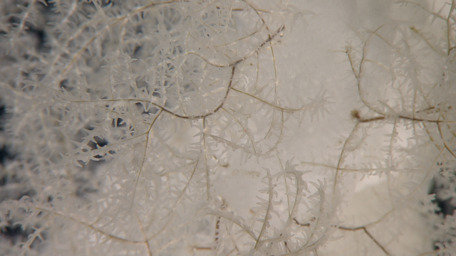 Eidikopathes sp., a black coral that lives on sponges, seen during a dive near Wake Atoll. 