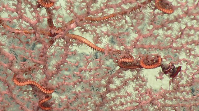 Hemicorallium precious coral with Asteroschema brittle star associate as seen during dive near Wake Atoll. 