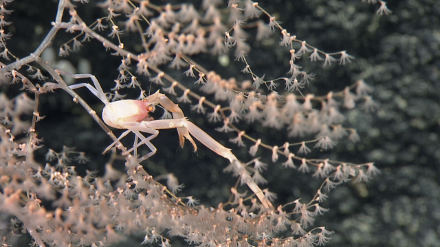 Chrysogorgia sp. with Uroptychus squat lobster associate. 