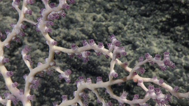Typically the purple seen in the polyps of this Victorgorgia sp. is seen in the rest of the coral structure, so a sample of this coral was collected by ROV Hercules for team to study at the surface