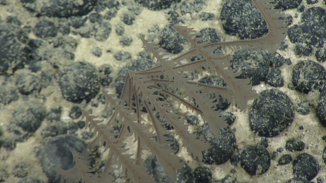 This Heteropathes americana coral and the nodule it was attached to, seen here on the seafloor, were sampled by ROV Hercules for further study.