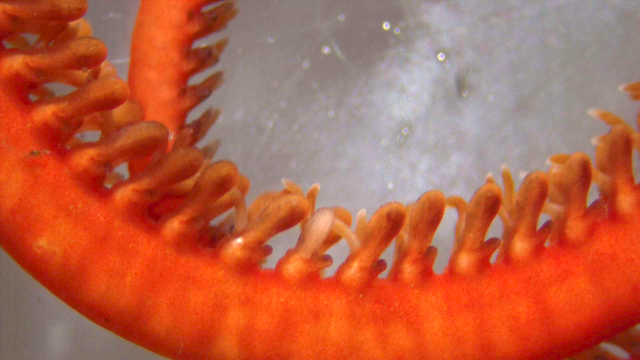 Brittle star (Asterochema)